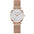 Rose – | RoyElite